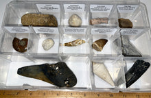 Load image into Gallery viewer, Large Beginner Collection of 12 labeled Fossils in a clear case. Includes Partial Megalodon Tooth, Trilobite, Spinosaur Tooth and more!
