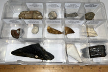 Load image into Gallery viewer, Large Beginner Collection of 12 labeled Fossils in a clear case. Includes Partial Megalodon Tooth, Trilobite, Spinosaur Tooth and more!
