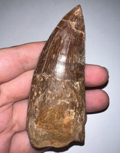 Load image into Gallery viewer, Huge Carcharodontosaur Composite Fossil Tooth 3.65 Inches

