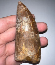 Load image into Gallery viewer, Huge Carcharodontosaur Composite Fossil Tooth 3.65 Inches
