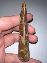 Load image into Gallery viewer, Huge Carcharodontosaur Composite Fossil Tooth 3.65 Inches
