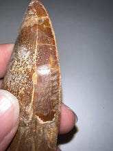 Load image into Gallery viewer, Huge Carcharodontosaur Composite Fossil Tooth 3.65 Inches
