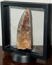 Load image into Gallery viewer, Huge Carcharodontosaur Composite Fossil Tooth 3.65 Inches
