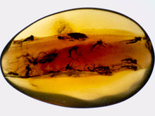 Load image into Gallery viewer, Dinosaur age Burmite Fossil AMBER with 15 Winged Insects! TESTED FOR AUTHENTICITY!!
