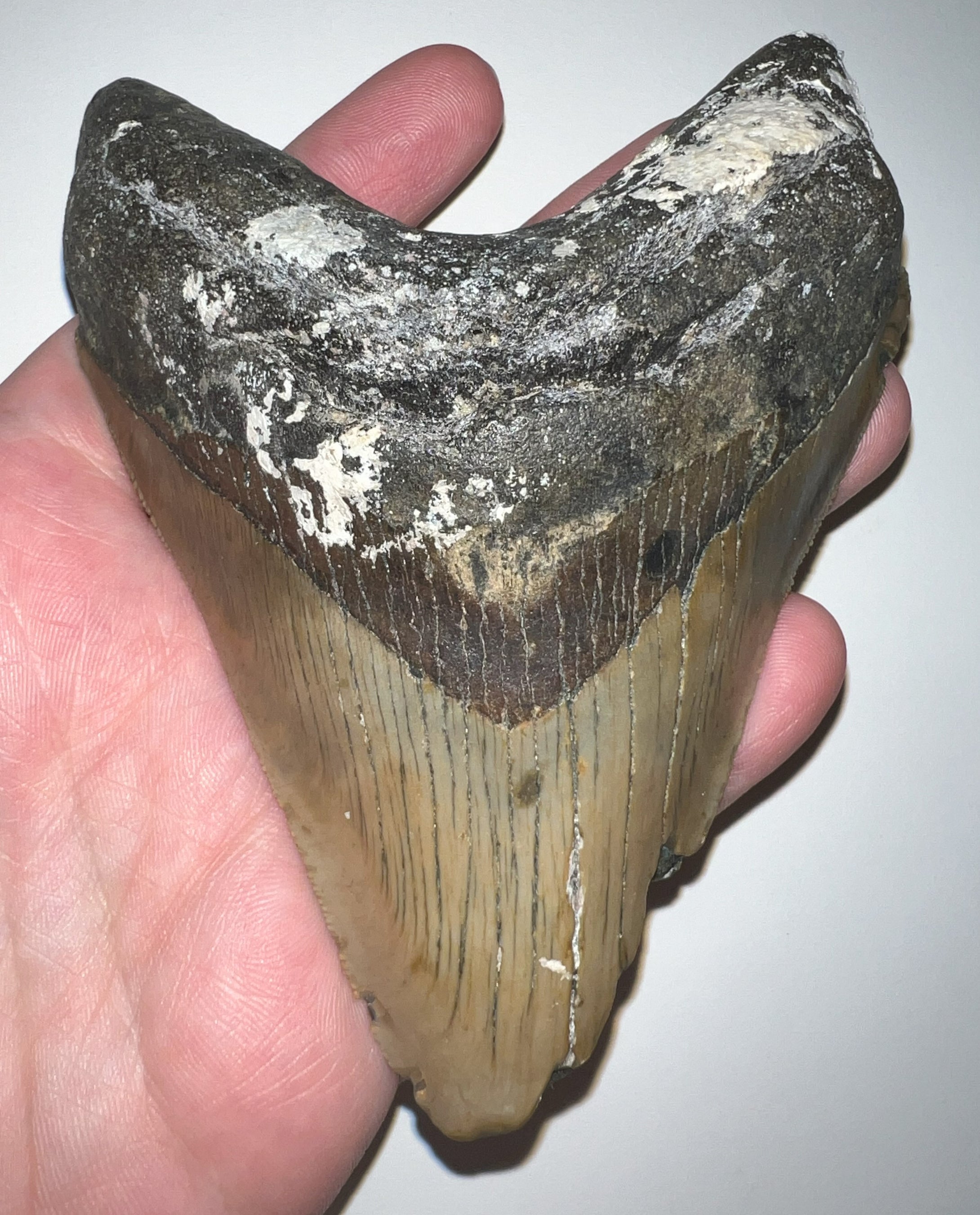 Huge Megalodon Fossil Shark Tooth 4.71 Inches! Fantastic Serrations! Not Repaired!