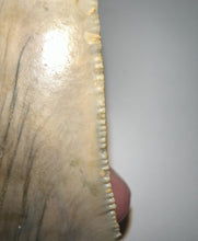 Load image into Gallery viewer, Huge Megalodon Fossil Shark Tooth 4.71 Inches! Fantastic Serrations! Not Repaired!
