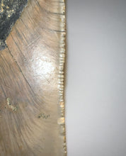 Load image into Gallery viewer, Huge Megalodon Fossil Shark Tooth 4.71 Inches! Fantastic Serrations! Not Repaired!
