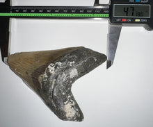 Load image into Gallery viewer, Huge Megalodon Fossil Shark Tooth 4.71 Inches! Fantastic Serrations! Not Repaired!
