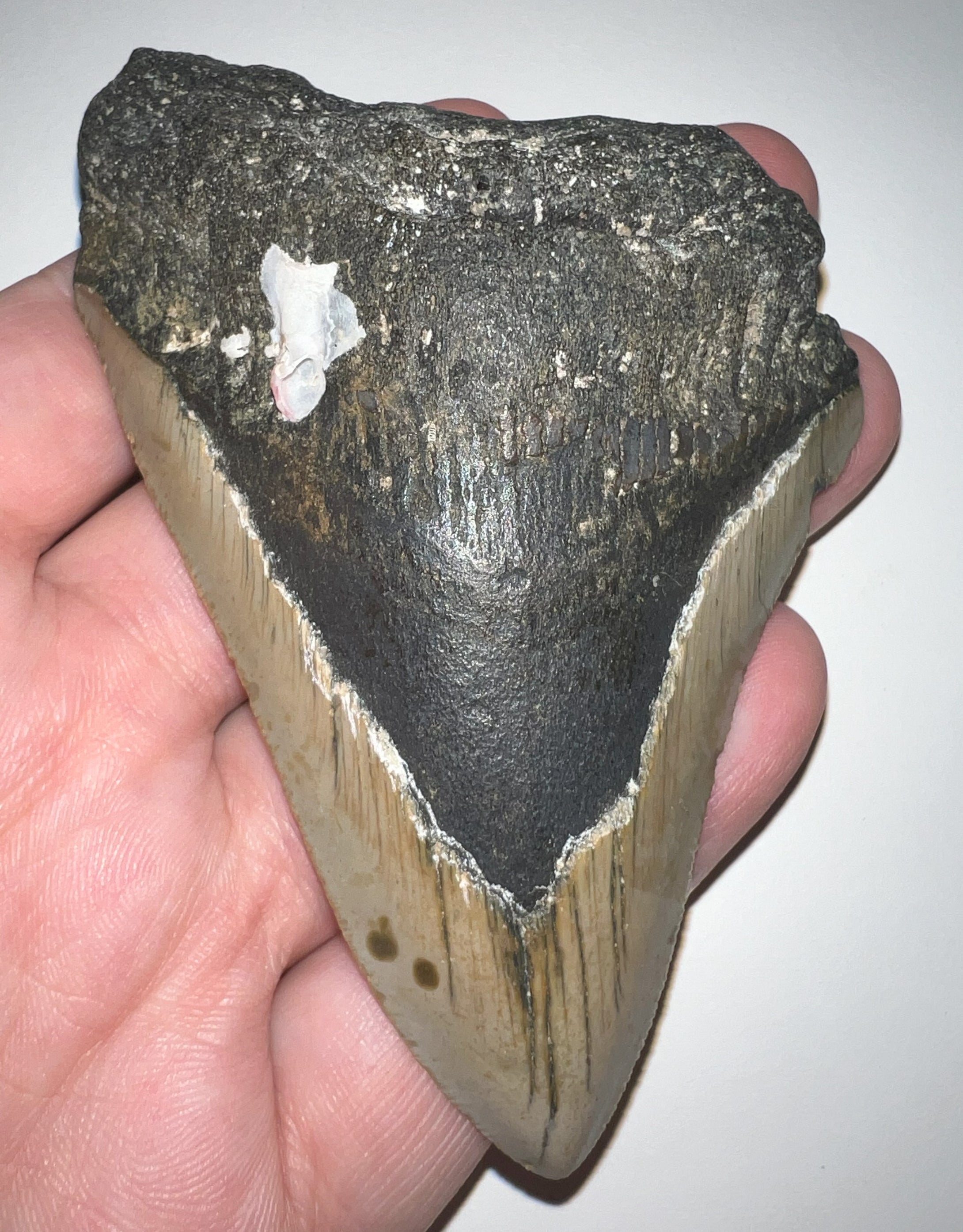 Large Megalodon Fossil Shark Tooth 4.04 Inches! Great Serrations! Not Repaired!