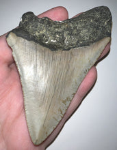 Load image into Gallery viewer, Large Megalodon Fossil Shark Tooth 4.04 Inches! Great Serrations! Not Repaired!
