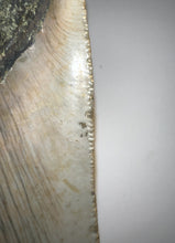 Load image into Gallery viewer, Large Megalodon Fossil Shark Tooth 4.04 Inches! Great Serrations! Not Repaired!
