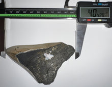 Load image into Gallery viewer, Large Megalodon Fossil Shark Tooth 4.04 Inches! Great Serrations! Not Repaired!
