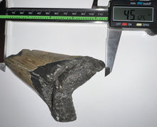 Load image into Gallery viewer, Huge Megalodon Fossil Shark Tooth 4.51 Inches! Fantastic Serrations! Not Repaired!
