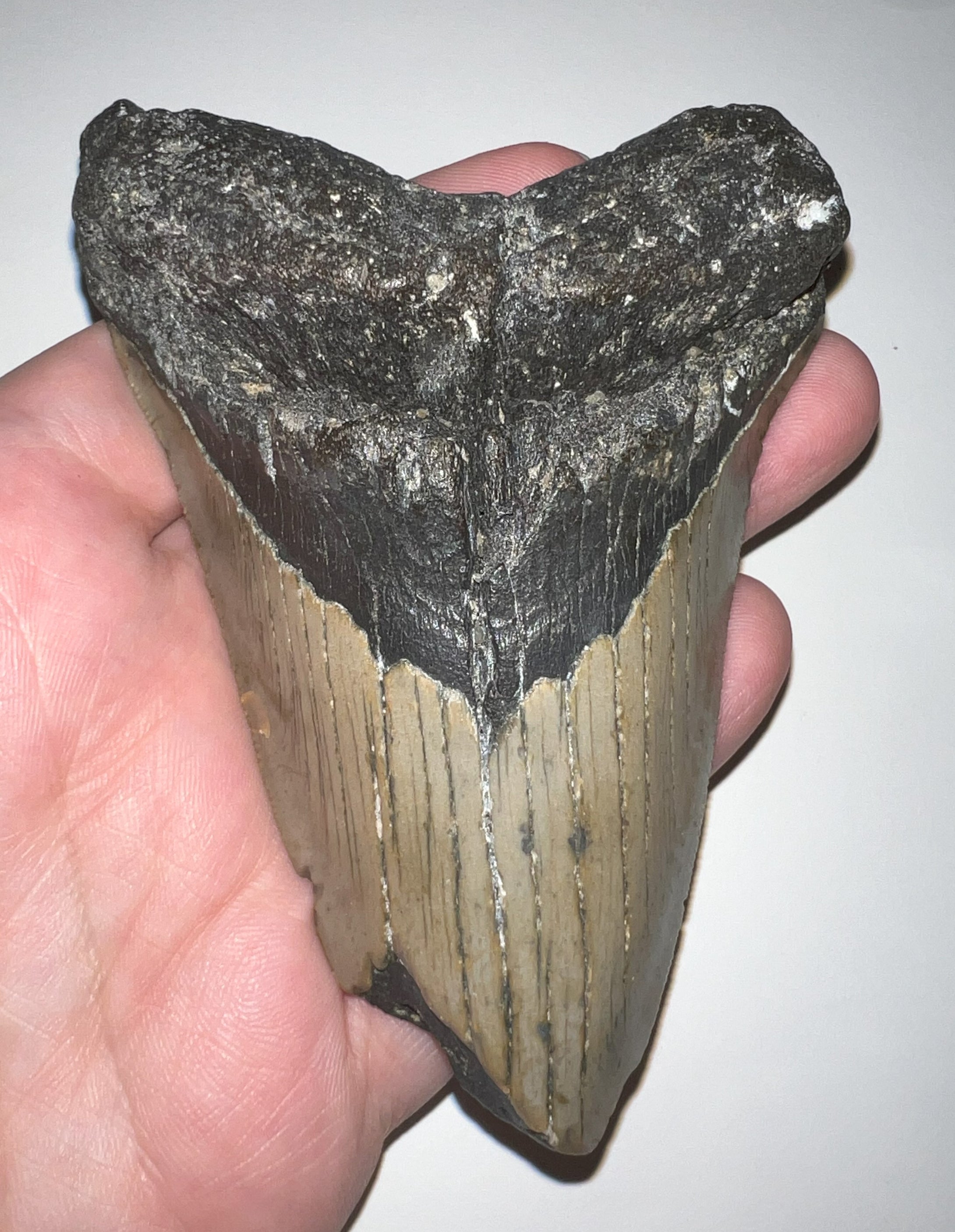 Huge Megalodon Fossil Shark Tooth 4.51 Inches! Fantastic Serrations! Not Repaired!