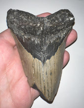 Load image into Gallery viewer, Huge Megalodon Fossil Shark Tooth 4.51 Inches! Fantastic Serrations! Not Repaired!
