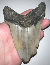 Load image into Gallery viewer, Huge Megalodon Fossil Shark Tooth 4.51 Inches! Fantastic Serrations! Not Repaired!
