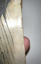 Load image into Gallery viewer, Huge Megalodon Fossil Shark Tooth 4.51 Inches! Fantastic Serrations! Not Repaired!
