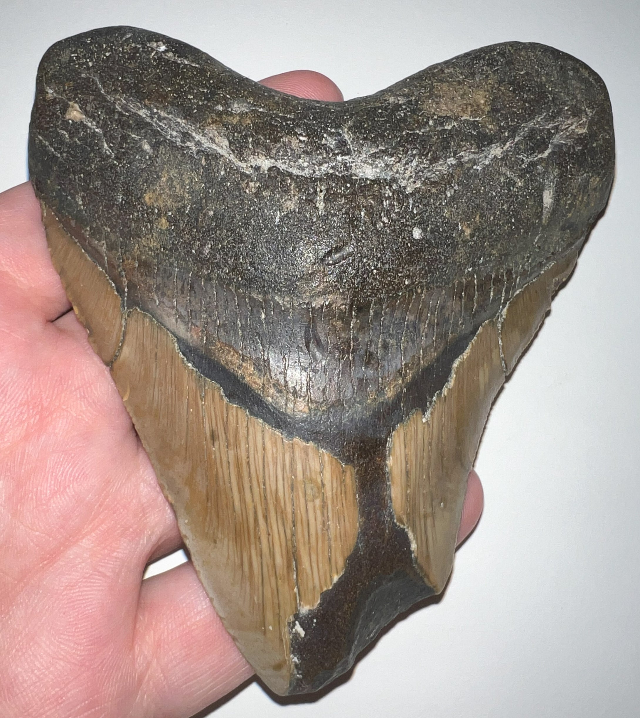 Large Megalodon Fossil Shark Tooth 4.41 Inches! Not Repaired!