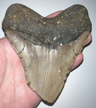 Load image into Gallery viewer, Large Megalodon Fossil Shark Tooth 4.41 Inches! Not Repaired!
