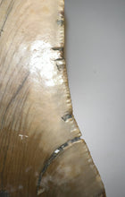 Load image into Gallery viewer, Large Megalodon Fossil Shark Tooth 4.41 Inches! Not Repaired!
