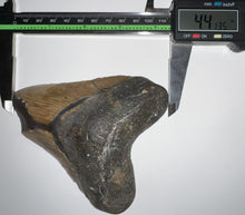 Load image into Gallery viewer, Large Megalodon Fossil Shark Tooth 4.41 Inches! Not Repaired!
