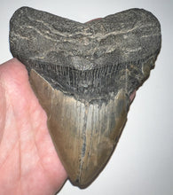 Load image into Gallery viewer, Huge Megalodon Fossil Shark Tooth 5.1 Inches! Not Repaired!
