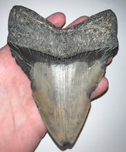 Load image into Gallery viewer, Huge Megalodon Fossil Shark Tooth 5.1 Inches! Not Repaired!
