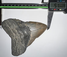 Load image into Gallery viewer, Huge Megalodon Fossil Shark Tooth 5.1 Inches! Not Repaired!
