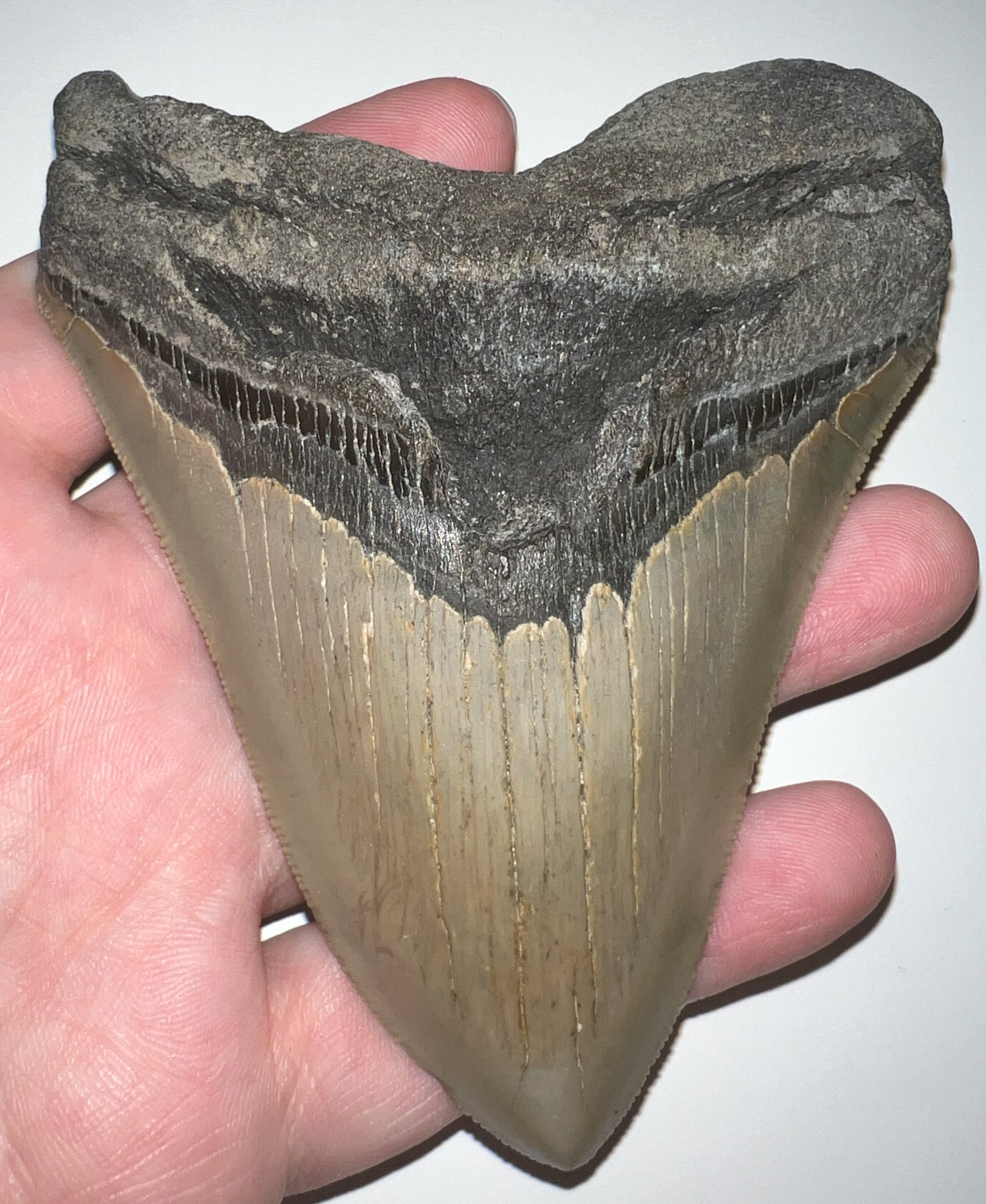 Huge Megalodon Fossil Shark Tooth 4.61 Inches! Incredible Serrations! Not Repaired!