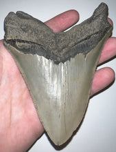 Load image into Gallery viewer, Huge Megalodon Fossil Shark Tooth 4.61 Inches! Incredible Serrations! Not Repaired!
