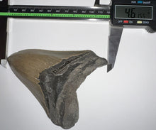 Load image into Gallery viewer, Huge Megalodon Fossil Shark Tooth 4.61 Inches! Incredible Serrations! Not Repaired!
