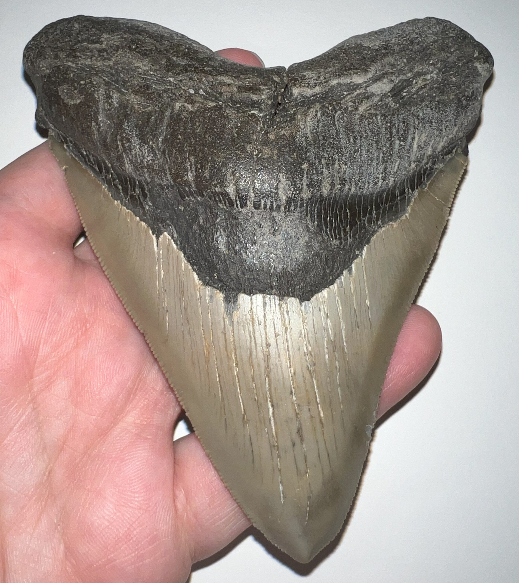 Huge Pathological Megalodon Fossil Shark Tooth 4.73 Inches! Incredible Serrations! Not Repaired!