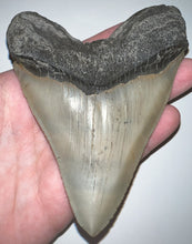 Load image into Gallery viewer, Huge Pathological Megalodon Fossil Shark Tooth 4.73 Inches! Incredible Serrations! Not Repaired!
