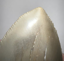 Load image into Gallery viewer, Huge Pathological Megalodon Fossil Shark Tooth 4.73 Inches! Incredible Serrations! Not Repaired!
