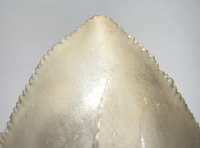 Load image into Gallery viewer, Huge Pathological Megalodon Fossil Shark Tooth 4.73 Inches! Incredible Serrations! Not Repaired!
