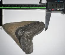 Load image into Gallery viewer, Huge Pathological Megalodon Fossil Shark Tooth 4.73 Inches! Incredible Serrations! Not Repaired!
