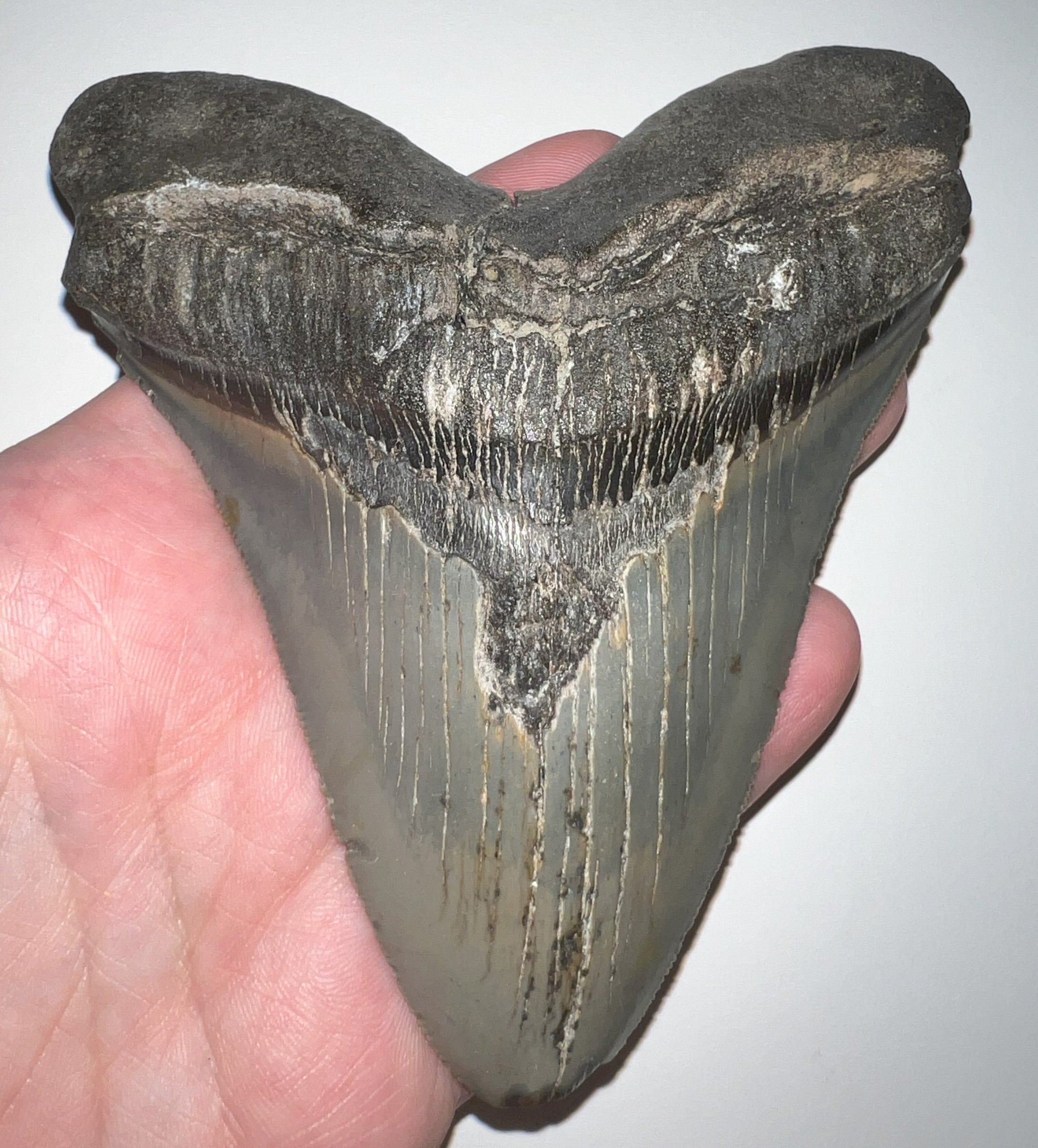 Huge Megalodon Shark Tooth 5.1 Inches! Not Repaired! Incredible Serrations!
