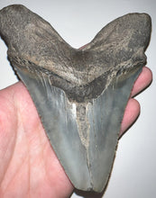 Load image into Gallery viewer, Huge Megalodon Shark Tooth 5.1 Inches! Not Repaired! Incredible Serrations!
