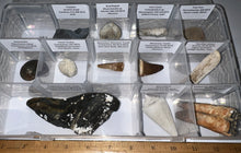Load image into Gallery viewer, Large Beginner Collection of 12 labeled Fossils in a clear case. Includes Partial Megalodon Tooth, Trilobite, Spinosaur Tooth and more!
