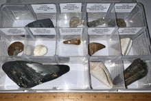 Load image into Gallery viewer, Large Beginner Collection of 12 labeled Fossils in a clear case. Includes Partial Megalodon Tooth, Trilobite, Spinosaur Tooth and more!

