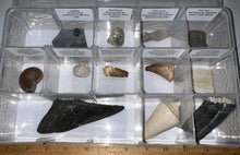 Load image into Gallery viewer, Large Beginner Collection of 12 labeled Fossils in a clear case. Includes Partial Megalodon Tooth, Trilobite, Spinosaur Tooth and more!
