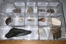 Load image into Gallery viewer, Large Beginner Collection of 12 labeled Fossils in a clear case. Includes Partial Megalodon Tooth, Trilobite, Spinosaur Tooth and more!
