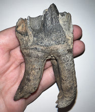 Load image into Gallery viewer, HUGE Ice Age Woolly Rhinoceros Molar Coelodonta Antiquitatis 3.24 Inches
