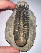 Load image into Gallery viewer, Huge Rare Crotalocephalus Fossil Trilobite 3+ Inches
