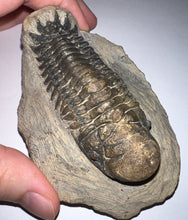 Load image into Gallery viewer, Huge Rare Crotalocephalus Fossil Trilobite 3+ Inches
