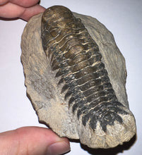 Load image into Gallery viewer, Huge Rare Crotalocephalus Fossil Trilobite 3+ Inches
