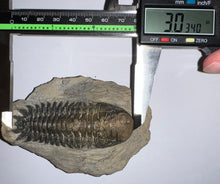 Load image into Gallery viewer, Huge Rare Crotalocephalus Fossil Trilobite 3+ Inches
