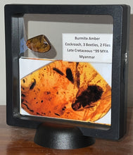 Load image into Gallery viewer, GEM Dinosaur age Burmite Fossil AMBER with Beetles, Winged Insects, and a HUGE 8 mm COCKROACH! TESTED FOR AUTHENTICITY!!
