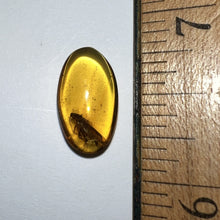 Load image into Gallery viewer, GEM Dinosaur age Burmite Fossil AMBER with a HUGE 7 mm COCKROACH! TESTED FOR AUTHENTICITY!!
