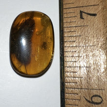 Load image into Gallery viewer, Dinosaur age Burmite Fossil AMBER with 2 HUGE 12 mm COCKROACHES! TESTED FOR AUTHENTICITY!!
